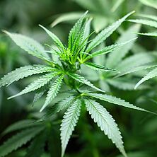 Cannabis | Bildquelle: Pixabay